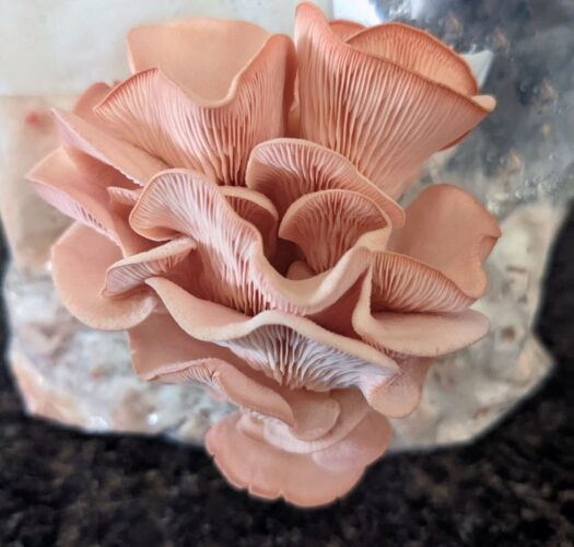 How to Grow Oyster Mushrooms At Home