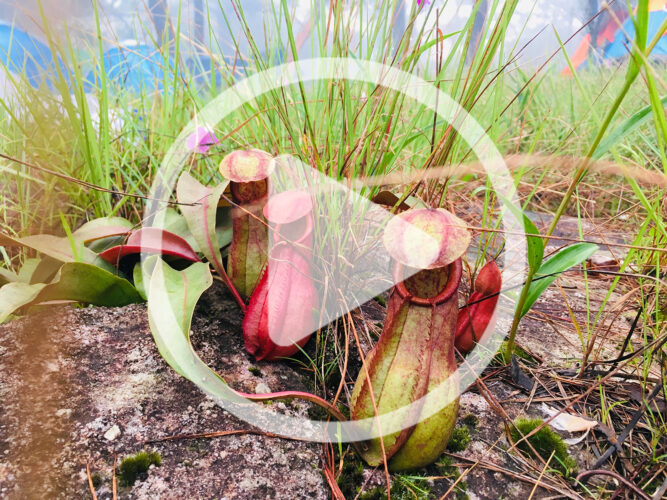 Growing Carnivorous Plants