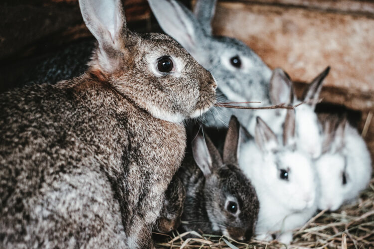 The Guide to Raising and Breeding Rabbits for Meat