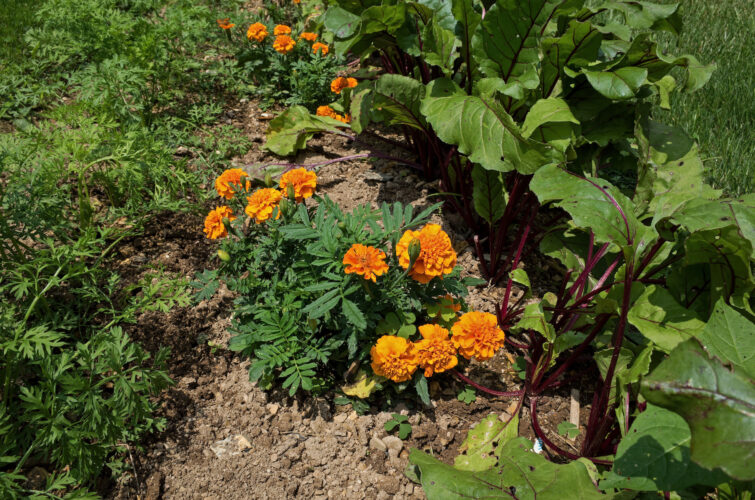 Raised-Row Gardening Companion Planting