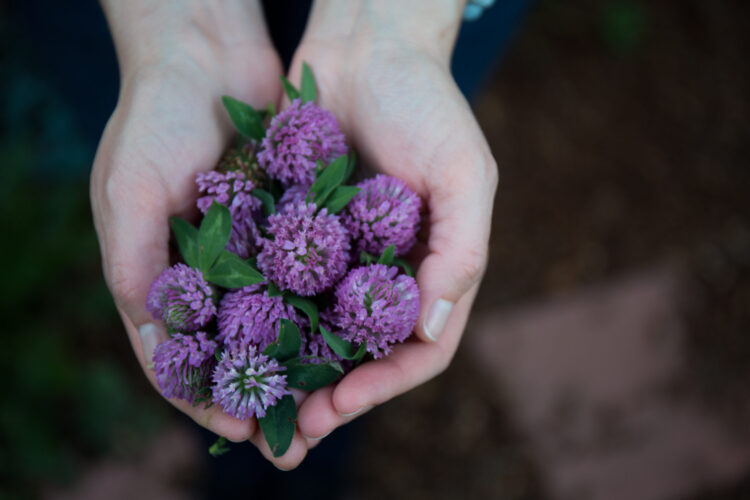 Health Effects of 5 Beneficial Weeds