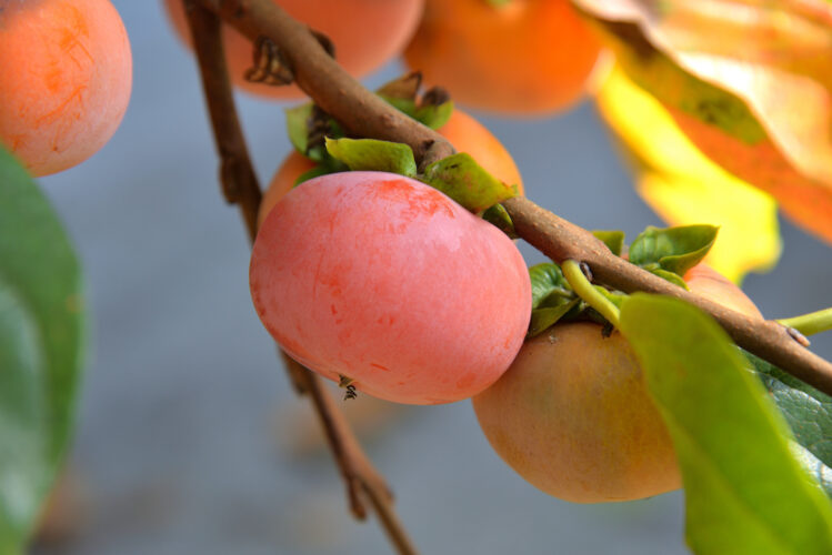 Growing Persimmon Trees in the South