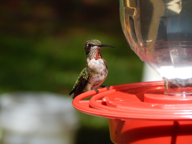 How to Welcome Hummingbirds to Your Home