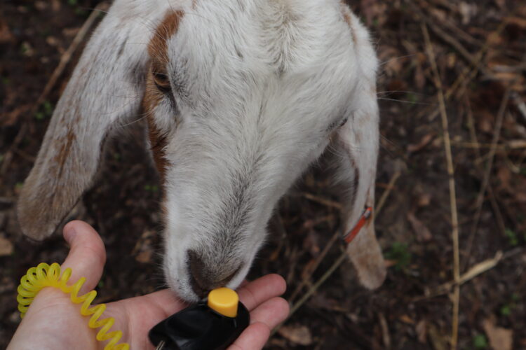 Training Young Goats, Part 2: Sound-Based Methods