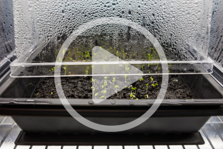 Indy Officinalis on Starting Seeds Indoors with Grow Lights