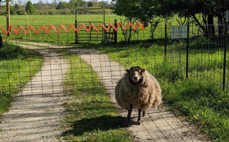 Essentials for Raising Sheep in Your Backyard