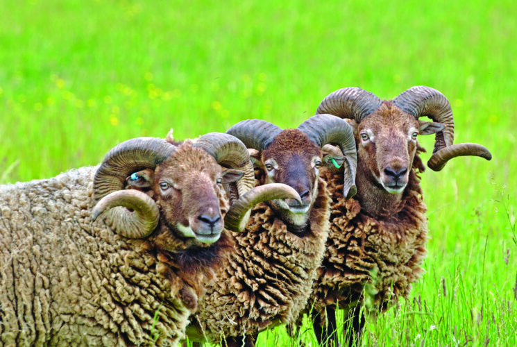 Keeping Shetland Sheep