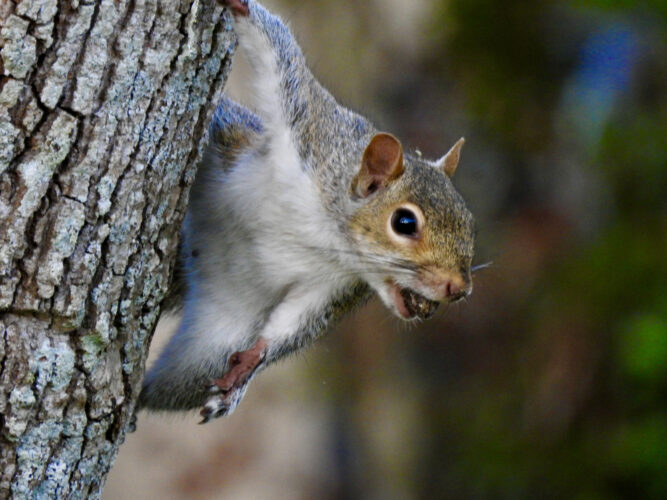 Hunting Small Wildlife