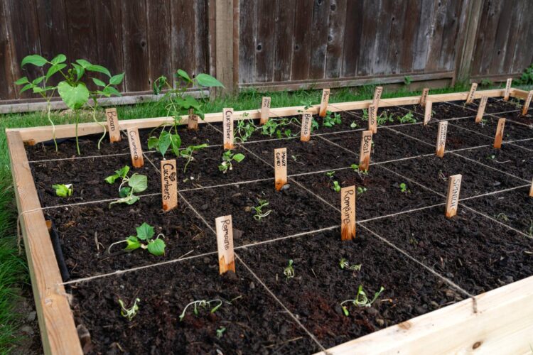 Square-Foot Gardening Planting Guide