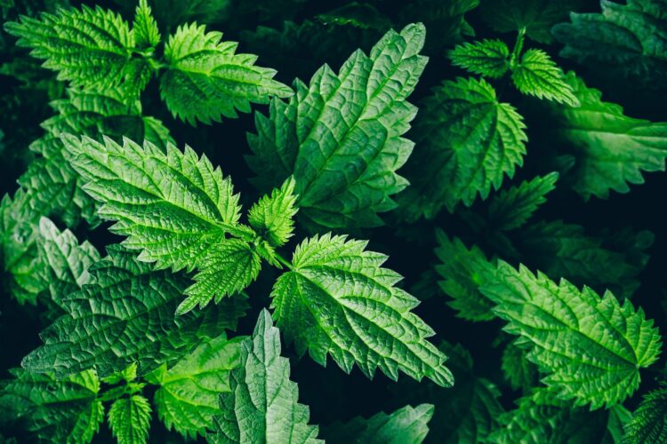 What Herbs Are Good For Arthritis?