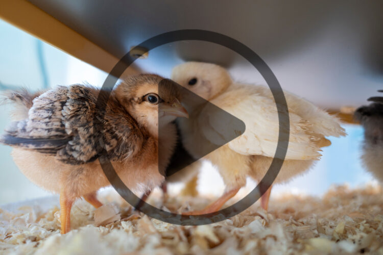 How to Care for Baby Chicks in Summer or Fall