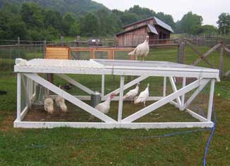 How Eight Heritage Turkeys Kicked a Butterball’s Butt