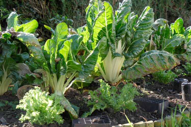 Best Vegetables That Grow in Shade