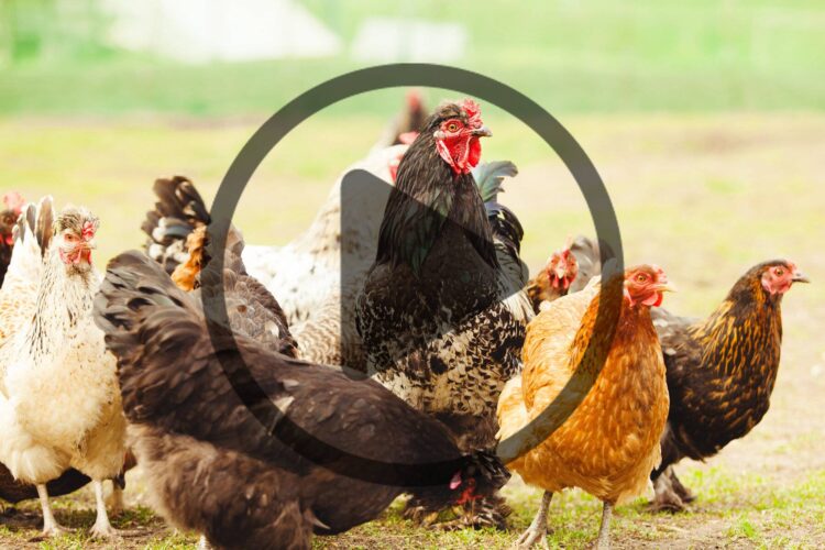 Managing a Mixed Flock