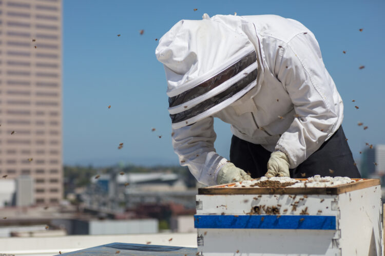 What Is Urban Beekeeping?