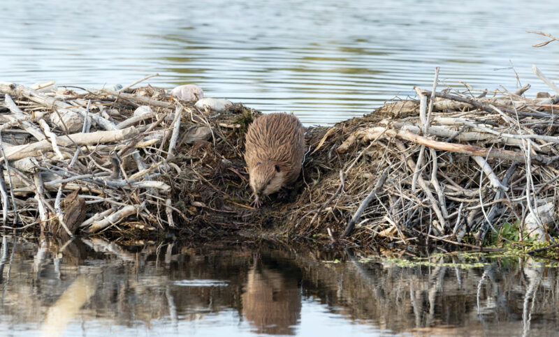 Beaver Control: Why Do Beavers Build Dams?