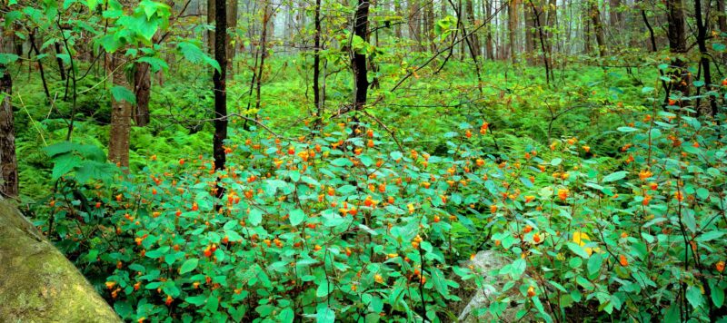 A Family Foraging for Food and Medicine