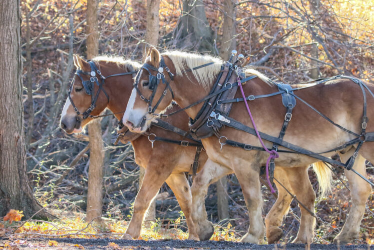 Work Horse Breeds for Farmsteading and Forestry