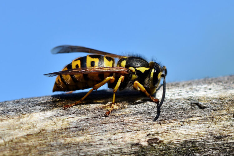 Yellow Jackets: Good or Bad for the Garden?