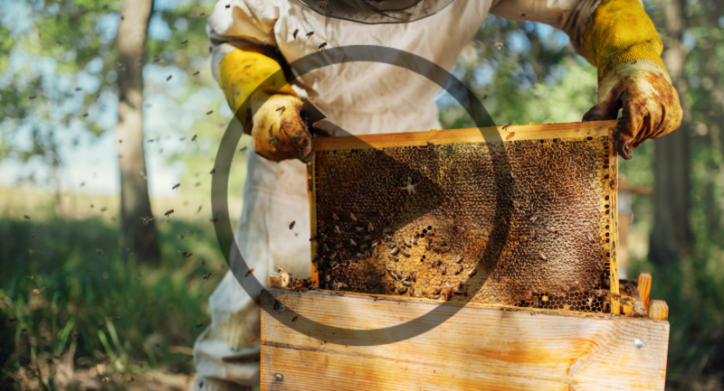 How Is Honey Harvested?
